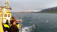 Walbeobachtung Hauganes - Dalvik - Rundreise Reisekombination Island und Grönland 
