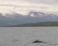 Walbeobachtung Hauganes - Dalvik - Rundreise Reisekombination Island und Grönland 