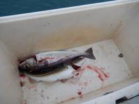 Walbeobachtung Hauganes - Dalvik - Rundreise Reisekombination Island und Grönland 