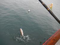 Walbeobachtung Hauganes - Dalvik - Rundreise Reisekombination Island und Grönland 