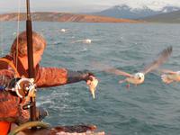 Walbeobachtung Hauganes - Dalvik - Rundreise Reisekombination Island und Grönland 