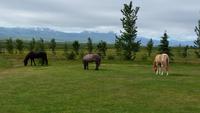 Dalvik - Akureyri - Island Pferde - Rundreise Reisekombination Island und Grönland 
