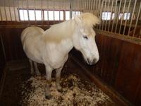 Dalvik - Akureyri - Island Pferde - Rundreise Reisekombination Island und Grönland 