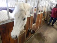 Dalvik - Akureyri - Island Pferde - Rundreise Reisekombination Island und Grönland 