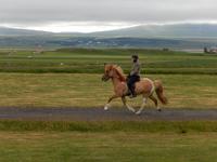 Dalvik - Akureyri - Island Pferde - Rundreise Reisekombination Island und Grönland 