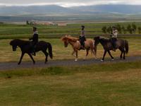 Dalvik - Akureyri - Island Pferde - Rundreise Reisekombination Island und Grönland 
