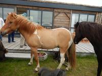 Dalvik - Akureyri - Island Pferde - Rundreise Reisekombination Island und Grönland 