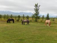Dalvik - Akureyri - Island Pferde - Rundreise Reisekombination Island und Grönland 