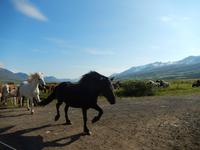 Dalvik - Akureyri - Island Pferde - Rundreise Reisekombination Island und Grönland 