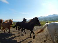 Dalvik - Akureyri - Island Pferde - Rundreise Reisekombination Island und Grönland 