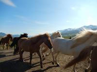 Dalvik - Akureyri - Island Pferde - Rundreise Reisekombination Island und Grönland 
