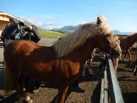 Akureyri - Island Pferde - Rundreise Reisekombination Island und Grönland 