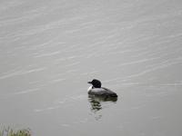 Myvatn See Gebiet - Rundreise Reisekombination Island und Grönland 