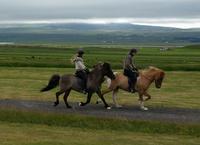 Dalvik - Akureyri - Island Pferde - Rundreise Reisekombination Island und Grönland 