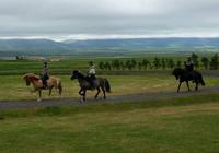 Dalvik - Akureyri - Island Pferde - Rundreise Reisekombination Island und Grönland 