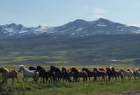 Dalvik - Akureyri - Island Pferde - Rundreise Reisekombination Island und Grönland 