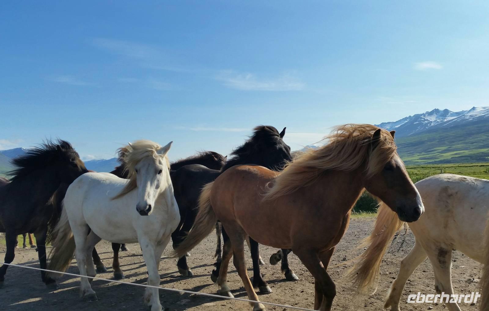 Dalvik - Akureyri - Island Pferde - Rundreise Reisekombination Island und Grönland 