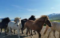 Dalvik - Akureyri - Island Pferde - Rundreise Reisekombination Island und Grönland 