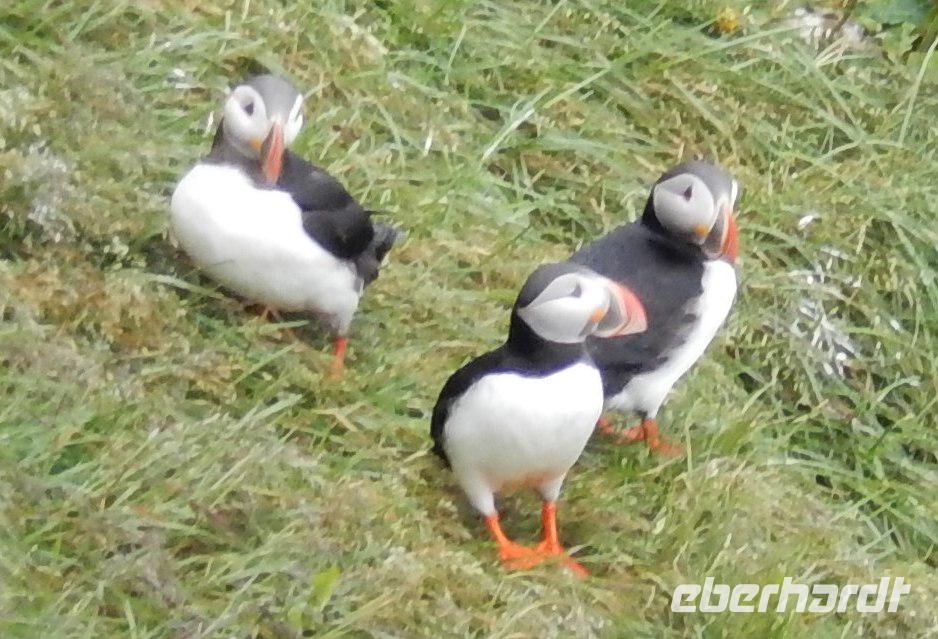 Felsenschlucht Asbyrgi  - Reykjavík Rundreise Reisekombination Island und Grönland 