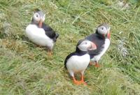 Felsenschlucht Asbyrgi  - Reykjavík Rundreise Reisekombination Island und Grönland 