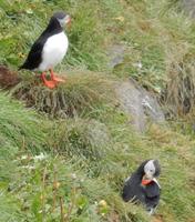 Felsenschlucht Asbyrgi  - Reykjavík Rundreise Reisekombination Island und Grönland 