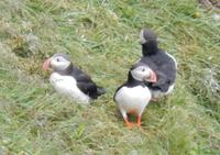 Felsenschlucht Asbyrgi  - Reykjavík Rundreise Reisekombination Island und Grönland 