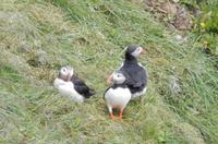 Felsenschlucht Asbyrgi  - Reykjavík Rundreise Reisekombination Island und Grönland 