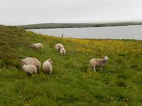 Myvatn See Gebiet - Rundreise Reisekombination Island und Grönland 