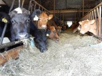 Rundreise Reisekombination Island und Grönland 