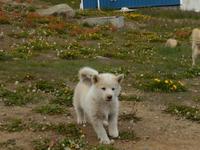 Grönland - Rundreise Reisekombination Island und Grönland 