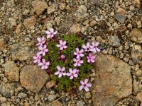 Grönland - Rundreise Reisekombination Island und Grönland 