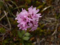 Grönland - Rundreise Reisekombination Island und Grönland 