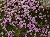 Grönland - Rundreise Reisekombination Island und Grönland 