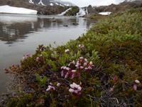 Grönland - Rundreise Reisekombination Island und Grönland 