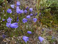 Grönland - Rundreise Reisekombination Island und Grönland 