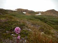 Grönland - Rundreise Reisekombination Island und Grönland 