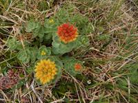 Grönland - Rundreise Reisekombination Island und Grönland 