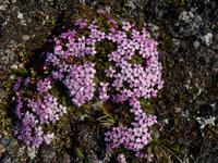 Grönland - Rundreise Reisekombination Island und Grönland 