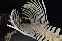 Blauwalskelett Walmuseum Husavik