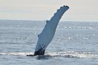 Buckelwal vor Grönland 2