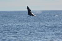 Buckelwal vor Grönland