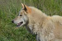 Grönländer Schlittenhund