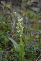 Isländische Orchidee