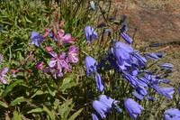 Tal der Blumen Tasiilaq