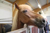 Besichtigung der Stallanlagen