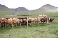 Besichtigung von Annas Pferdehof