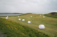 Rundgang am Mückensee - Myvatn