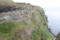 Fotostopp an einem Vogelfelsen, um Möwen und Papagaien-Vögel zu beobachten