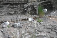 Fotostopp an einem Vogelfelsen, um Möwen und Papagaien-Vögel zu beobachten