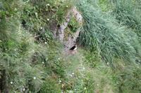 Fotostopp an einem Vogelfelsen, um Möwen und Papagaien-Vögel zu beobachten